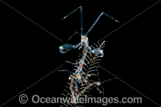 Ghost Shrimp on Hydroid photo