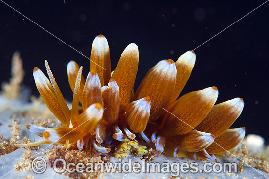 Nudibranch Phyllodesmium kabiranum photo