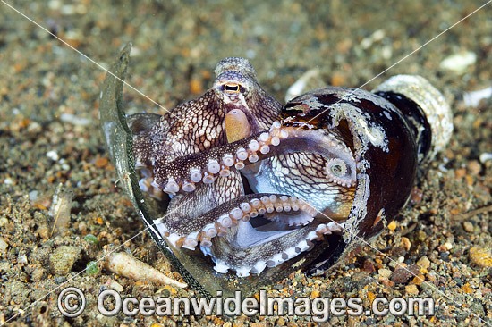 Veined Octopus hiding in a bottle photo