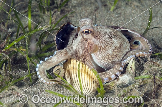 Veined Octopus hiding in shell photo