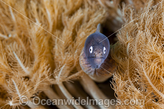 White-eyed Moray Eels photo