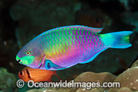 Green-blotched Parrotfish Photo - Gary Bell