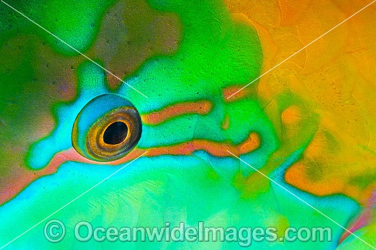 Green-blotched Parrotfish eye photo