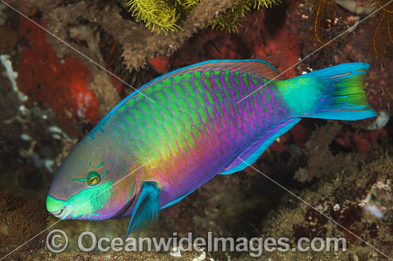 Green-blotched Parrotfish photo