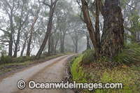 Track through Eucalypt Forest Photo - Gary Bell