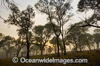 Eucalypt forest at sunrise Photo - Gary Bell