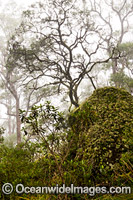 Snow Gums forest in mist Photo - Gary Bell