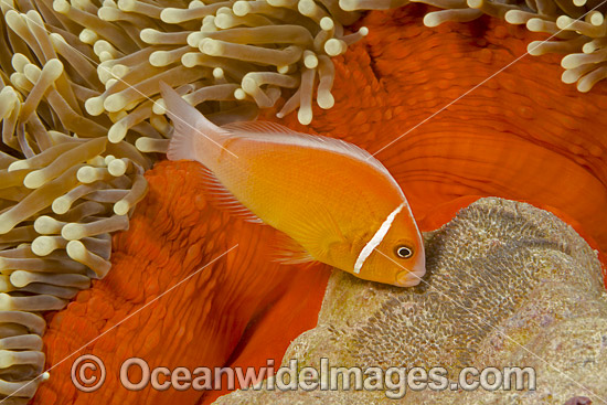 Pink Anemonefish with eggs photo