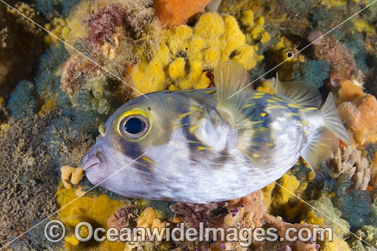Globefish Australia photo