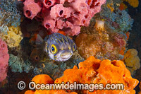 Globefish amongst sea sponges Photo - Gary Bell