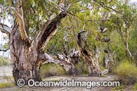 River Red Gums Darling River Photo - Gary Bell