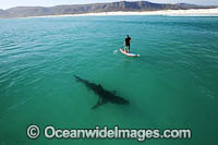 Paddle boarder and Shark Photo - Chris & Monique Fallows