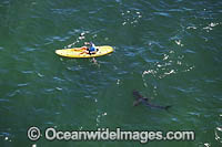 Kayaker and Shark Photo - Chris & Monique Fallows