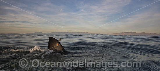 Great White Shark satellite tag photo