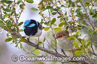 Superb Fairy-wren male and female Photo - Gary Bell