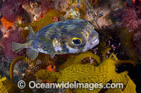 Globefish Diodon nichthemerus Photo - Gary Bell