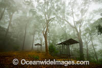 Forest and picnic table in mist Photo - Gary Bell