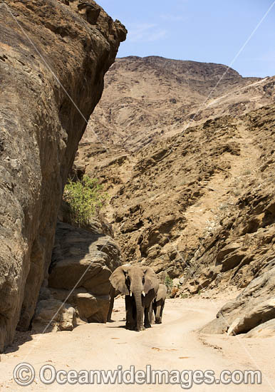 African Elephant Hoanib River Namibia photo