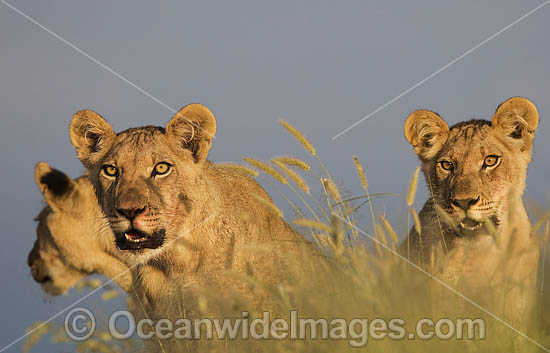 Lion cubs photo