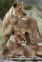 Lioness Photo - Chris and Monique Fallows