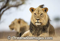 Lion South Africa Photo - Chris and Monique Fallows