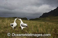 Wandering Albatross mating pair Photo - Chris and Monique Fallows