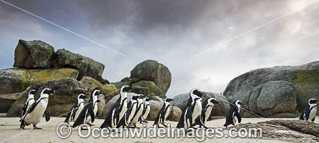 African Penguins Cape Town photo