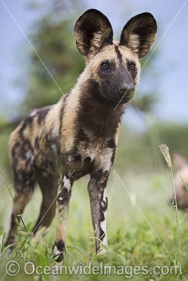 Wild Dog Botswana photo