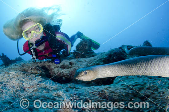 Scuba Diver with Sea Snake photo