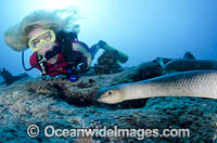 Scuba Diver with Sea Snake Photo - Bob Halstead