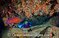 Scuba Diver with Coral Grouper Photo - Bob Halstead
