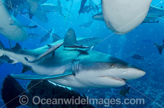 Grey Reef Shark Great Barrier Reef photo