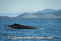 Humpback Whale dorsal fin Photo - Gary Bell