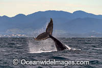 Humpback Whale tail fluke Photo - Gary Bell