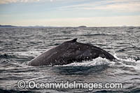 Humpback Whale on surface Photo - Gary Bell