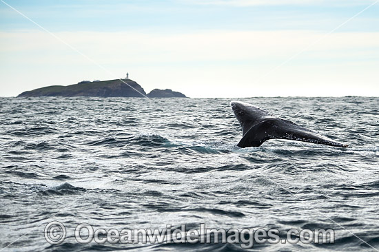 Humpback Whale tail fluke photo