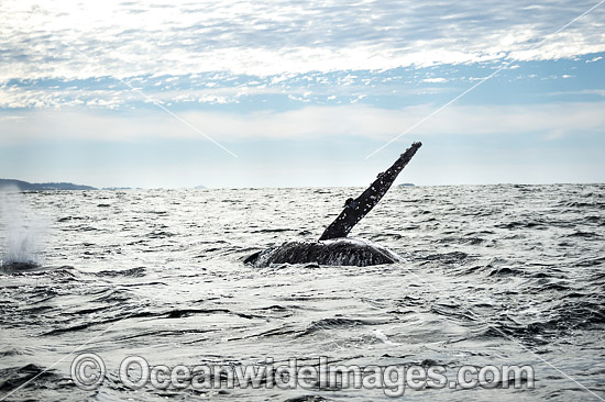 Humpback Whale fin slapping photo