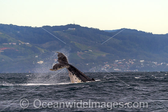 Humpback Whale tail slapping photo
