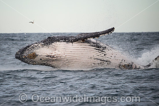 Humpback Whale Coffs Harbour photo
