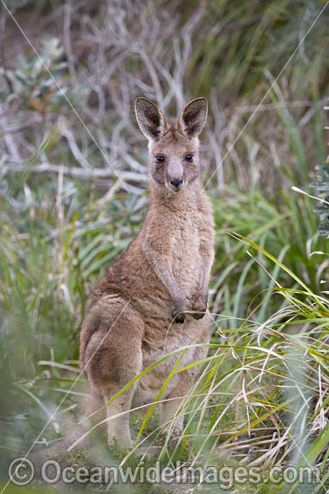 Eastern Grey Kangaroo photo