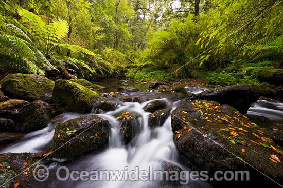 Rainforest Cascade photo