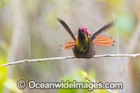 Ruby Topaz Hummingbird Photo - Michael Patrick O'Neill