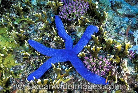 Blue Linckia Sea Star photo