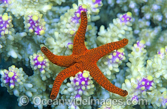 Fromia Sea Star photo