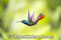 Black-throated Mango Hummingbird Photo - Michael Patrick O'Neill