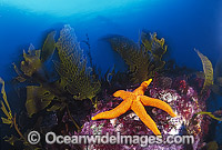 Fromia Sea Star Fromia polypora Photo - Gary Bell