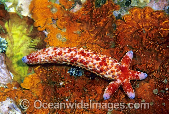 Linckia Sea Star regenerating arm photo