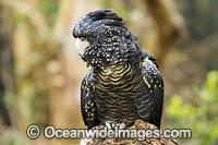 Red-tailed Black Cockatoo Photo - Gary Bell