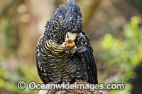Red-tailed Black Cockatoo Photo - Gary Bell