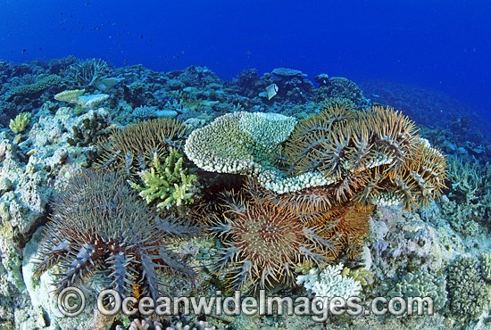 Crown-of-thorns Starfish feeding on Coral photo